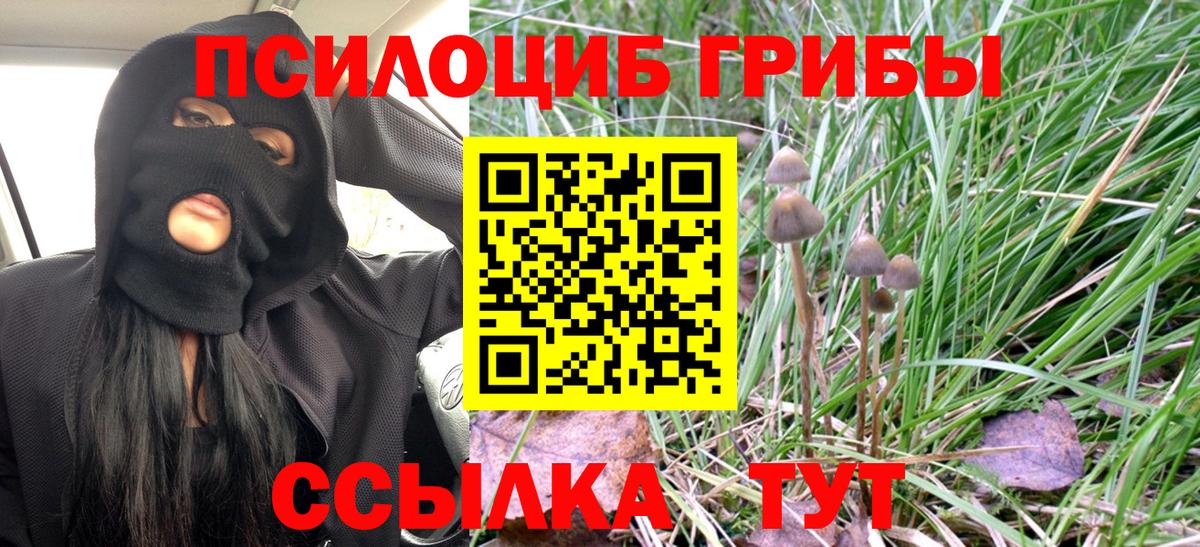 Галлюциногенные грибы Psilocybe Алексеевка
