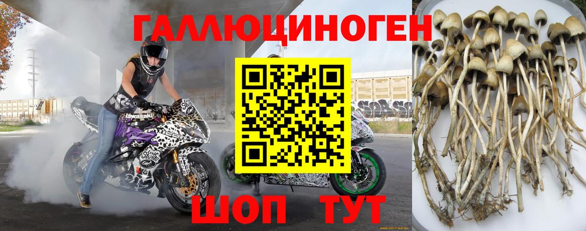Галлюциногенные грибы Psilocybine cubensis  Вход с VPN  Алексеевка 